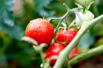 Fresh red tomatoes Solanum lycopersicum on the vine in a garden © 2xwilfinger