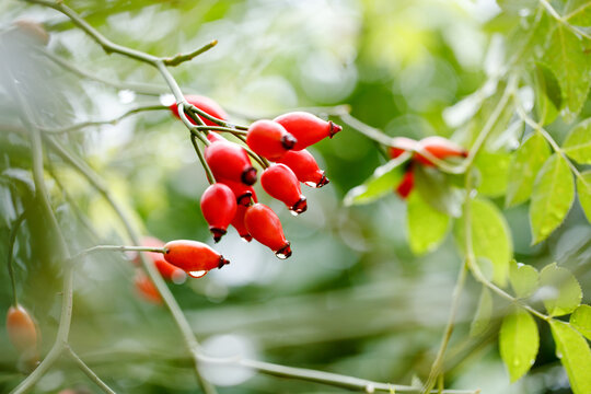 Red Rosa canina rosehips with water droplets in a summer garden
