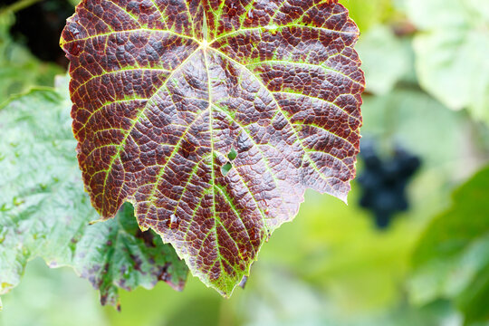 Vitis vinifera grape leaf in a garden