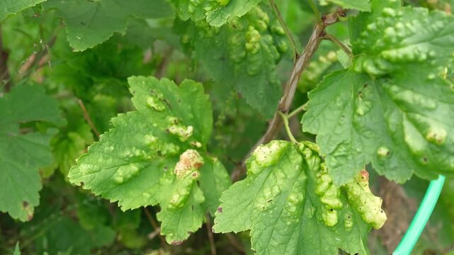 Macro green currant leaves severely damaged by gall aphid pest. Infested Ribes bush plant with blister galls in summer garden. Plant pathology, crop protection and agriculture concept. Real 4K video