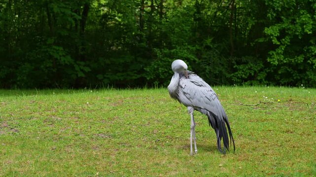 The Blue Crane, Grus paradisea, is an endangered bird specie endemic to Southern Africa. It is the national bird of South Africa