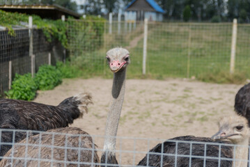 A group of ostriches in a fenced area. The foreground features a close-up of a gray ostrich with a long neck and pink beak. The background shows a green landscape.