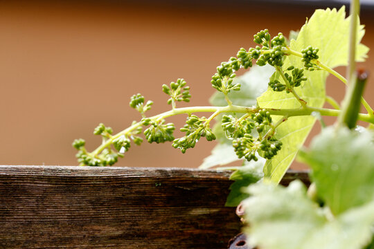 Close-up of Vitis vinifera grape inflorescence in spring