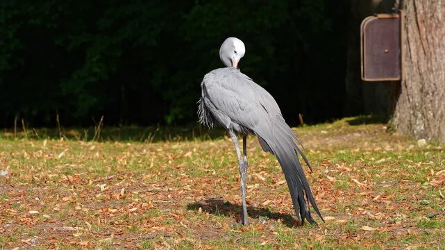 The Blue Crane, Grus paradisea, is an endangered bird specie endemic to Southern Africa. It is the national bird of South Africa