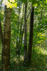Fototapeta premium A dense forest scene with tall trees and lush green foliage. Sunlight filters through the leaves, creating a serene atmosphere.