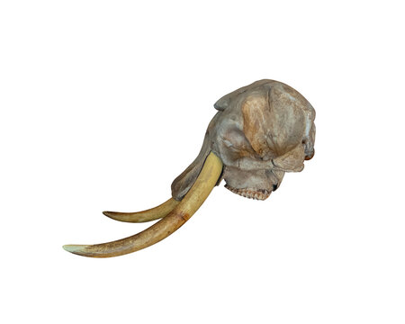 Elephant skull isolated PNG on transparent background, realistic animal skeleton and anatomical specimen for education and wildlife design