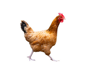 Golden brown chicken isolated PNG on transparent background, domestic farm hen for poultry farming, agriculture, food and livestock designs © Iryna