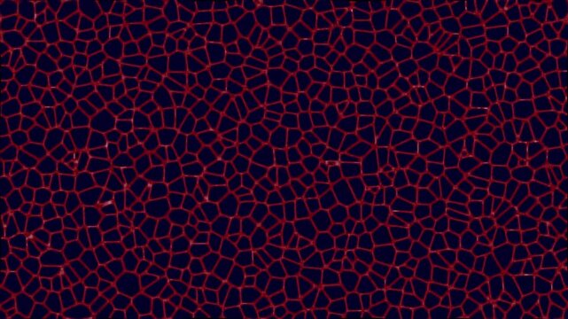 Crimson Network: An abstract background of interconnected crimson lines forms a complex, organic network against a deep navy blue backdrop, suggesting digital connections or biological structures.