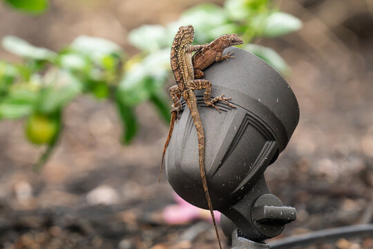 Two Brown Anoles Resting Together on Outdoor Landscape Light
