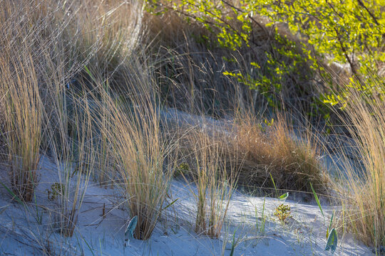 Golden coastal dune grass growing on sandy beach dunes in warm sunlight