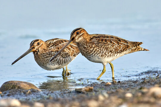 Two wilson's snipes walk along the shore.