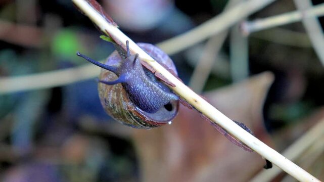 Macro close-up video of a purple snail slowly crawling upside down on a thin branch in a natural forest setting.
