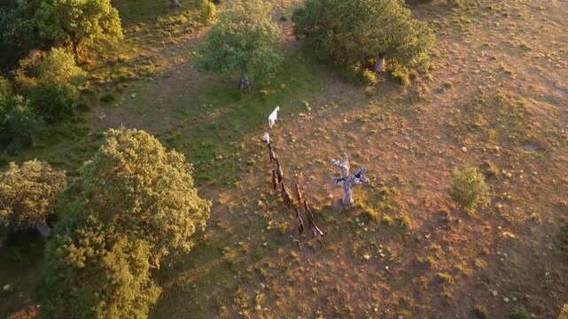 Free wild horses in woodland meadow from drone view