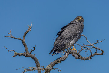 Fototapeta premium Black-chested Buzzard-Eagle (Geranoaetus melanoleucus) Perched on Leafless Branch in Natural Habitat. Blue sky background. Patagonia Chili. 