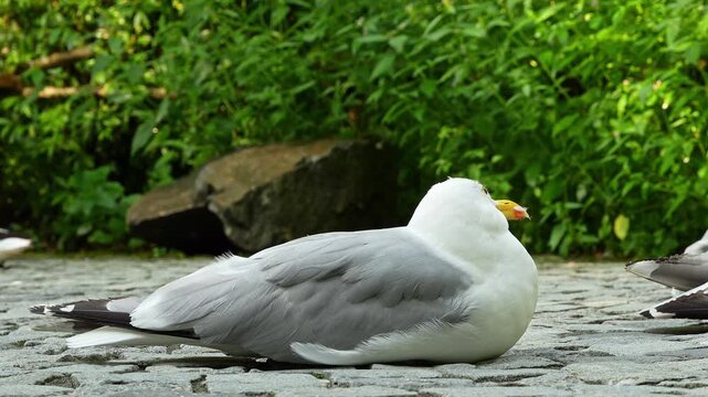 The European Herring Gull, Larus argentatus is a large gull, One of the best known of all gulls along the shores of western Europe. Here resting on the ground.