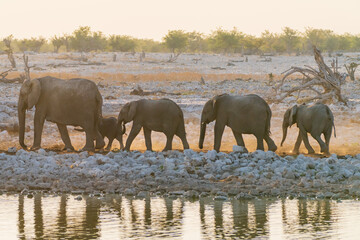 African Elephants Walking Across Dry Savanna © Angie