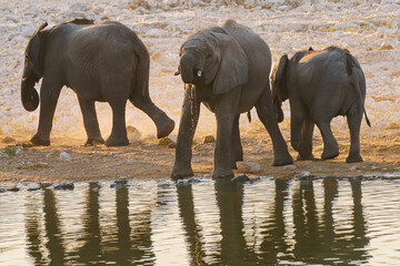 African Elephant Drinking from a Blue Waterhole © Angie