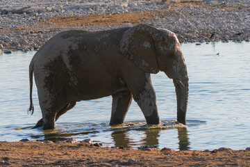 African Elephant Family Standing at a Waterhole © Angie