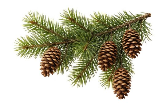 Pine cones on evergreen branch.