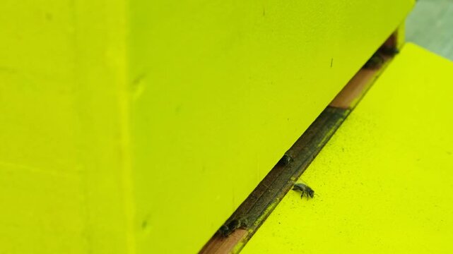 Close up of honey bees crawling on a yellow wooden hive slow motion