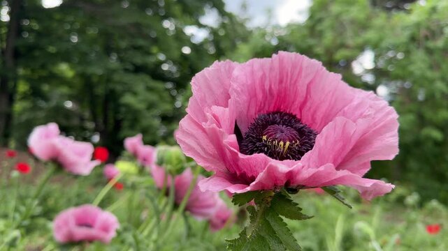 Oriental poppy pink papaver orientale flowers.