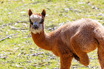 Naklejka premium Photograph of a furry Alpaca cleaning themselves while standing in a grassy agricultural field in a remote location in the Blue Mountains in New South Wales, Australia
