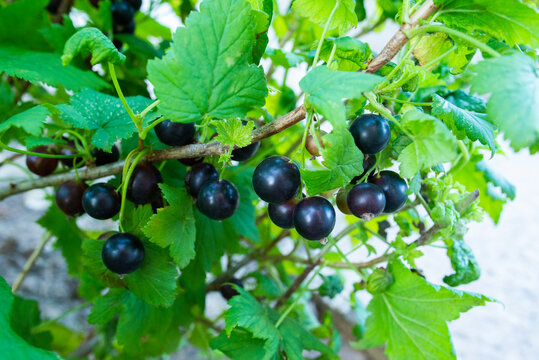 Blackcurrant berries hang on the branch in the garden during the summer