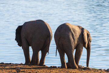 Two African Elephants Standing at a Waterhole © Angie