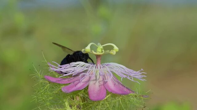 Southern carpenter bee (Xylocopa micans) female approaching flower of the scarletfruit passionflower (Passiflora foetida) and feeding from it and pollintating, slow motion. Galveston, Texas, USA.