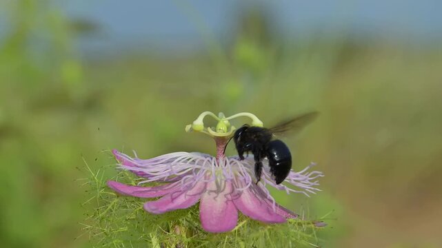 Southern carpenter bee (Xylocopa micans) female approaching flower of the scarletfruit passionflower (Passiflora foetida) and feeding from it and pollintating, slow motion. Galveston, Texas, USA.