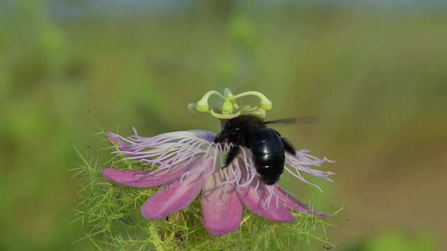 Southern carpenter bee (Xylocopa micans) female approaching flower of the scarletfruit passionflower (Passiflora foetida) and feeding from it and pollintating, slow motion. Galveston, Texas, USA.