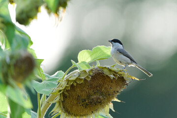 Eurasian Marsh Tit (Poecile palustris) bird perched on a dried sunflower (Helianthus annuus) seed head in a field, natural blurry green background. © czjonyyy