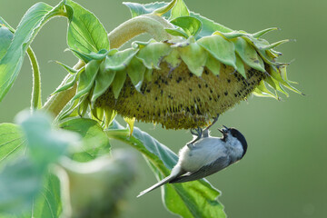 Eurasian Marsh Tit (Poecile palustris) bird perched on a dried sunflower (Helianthus annuus) seed head in a field, natural blurry green background. © czjonyyy