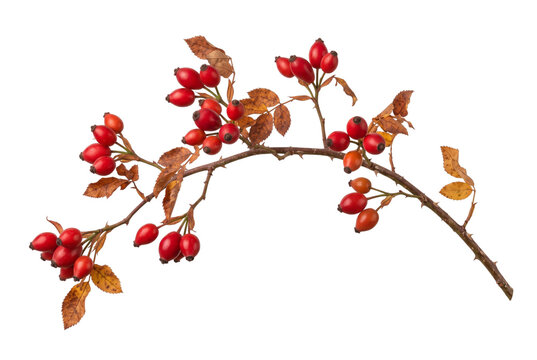 Branch of rose hips with red berries and dry leaves