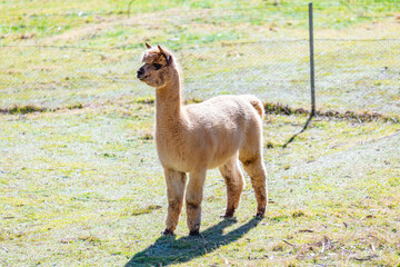 Naklejka premium Photograph of a furry Alpaca standing and relaxing in a grassy agricultural field on a sunny day in a remote location in the Blue Mountains in New South Wales, Australia