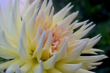 Fototapeta premium flower of a dahlia