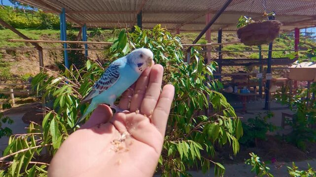 Person feeding wild parakeets by hand in guatape