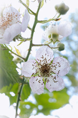 White blackberry flower in full bloom with stamens and thorny stem outdoors in Gotha, Thuringia, Germany © MD Photography