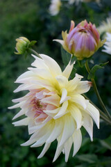 Fototapeta premium pink and white dahlia