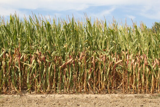 a cornfield with corn plants with green and brown leaves closeup during a dry period in summer