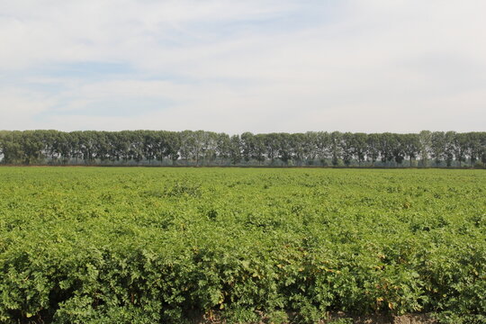 a rural landscape of a large potato field with green plants and a row of trees in the background in the dutch countryside in zeeland in summer