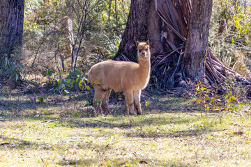 Naklejka premium Photograph of a furry Alpaca standing and relaxing in a grassy agricultural field on a sunny day in a remote location in the Blue Mountains in New South Wales, Australia