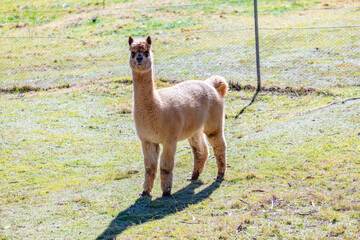 Naklejka premium Photograph of a furry Alpaca standing and relaxing in a grassy agricultural field on a sunny day in a remote location in the Blue Mountains in New South Wales, Australia