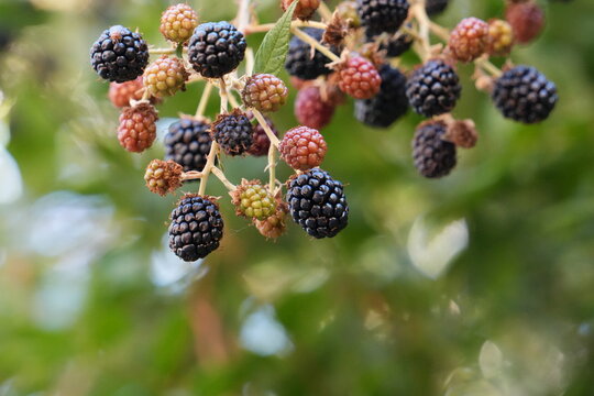 Ripe blackberries and unripe berries growing naturally on a bramble