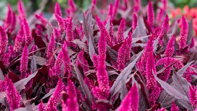 Field of blooming purple celosia spicata plants
