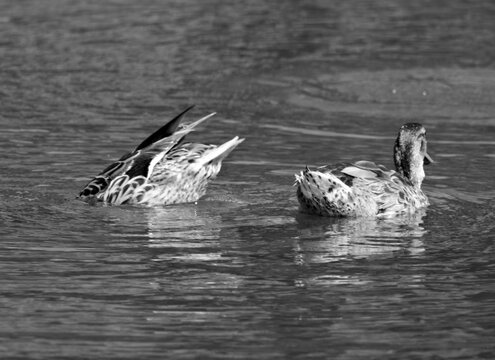 Two female mallards feed in a sunlit pond, with one tipping forward beneath the water while the other floats nearby among soft ripples.