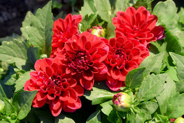 Fototapeta premium red flowers in the garden