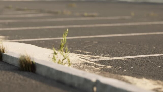 In a parking lot, a section of the ground shows weeds growing in the cracks. The surface appears worn and neglected. Bright sunlight shines down on the area.