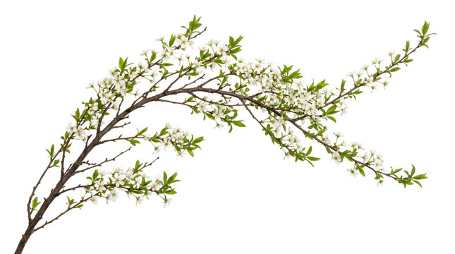 Blooming cherry tree branch with white flowers and green leaves isolated on transparent background