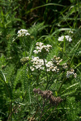 Achillea millefolium in bloom  © simona